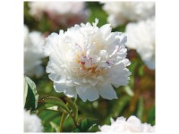 Grow by OBI Pfingstrose Shirley Temple Weiss 1 Stk. Grow by OBI Pfingstrose Shirley Temple Weiss 1 Stk.