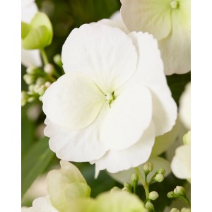 Primo piano dei fiori bianchi dell'ortensia Girlanden-Hortensie Runaway Bride™ in vaso.