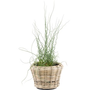 Jonc tortueux en pot marron (pot Ø 9cm) : Plante de bassin décorative avec des feuilles en spirale.