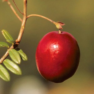 Gros plan sur une seule baie de canneberge rouge mûre sur une branche de canneberge.