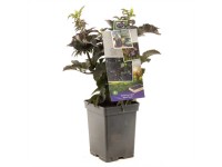 Schwarzer Holunder Sambucus nigra Topf 20 l / Höhe 60 - 80 cm