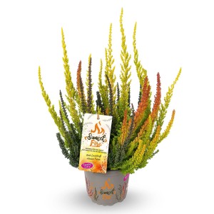 Bruyère Sunset Fire Trio en pot, Calluna vulgaris avec des pousses jaunes, vertes et oranges.