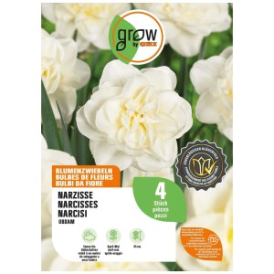 GROW by OBI Narciso Obdam, 4 bulbi da fiore bianchi doppi. Ideali per giardino e fiori recisi.