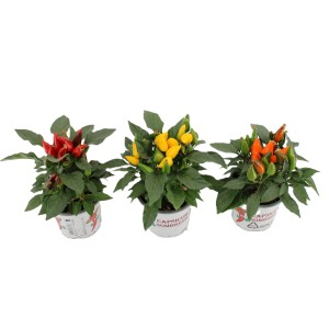 Piment d'ornement 'Sombrero' en différentes couleurs en pot. Légume fruitier pour intérieur et extérieur.