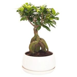 Bonsai Ginseng (Ficus microcarpa) in vaso rotondo bianco con sottovaso, altezza circa 40 cm.