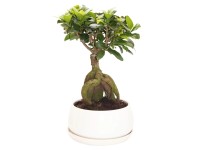 Ginseng Bonsai Runde Schale mit Teller Ficus microcarpa Topf Ø 19 cm Höhe 40 cm