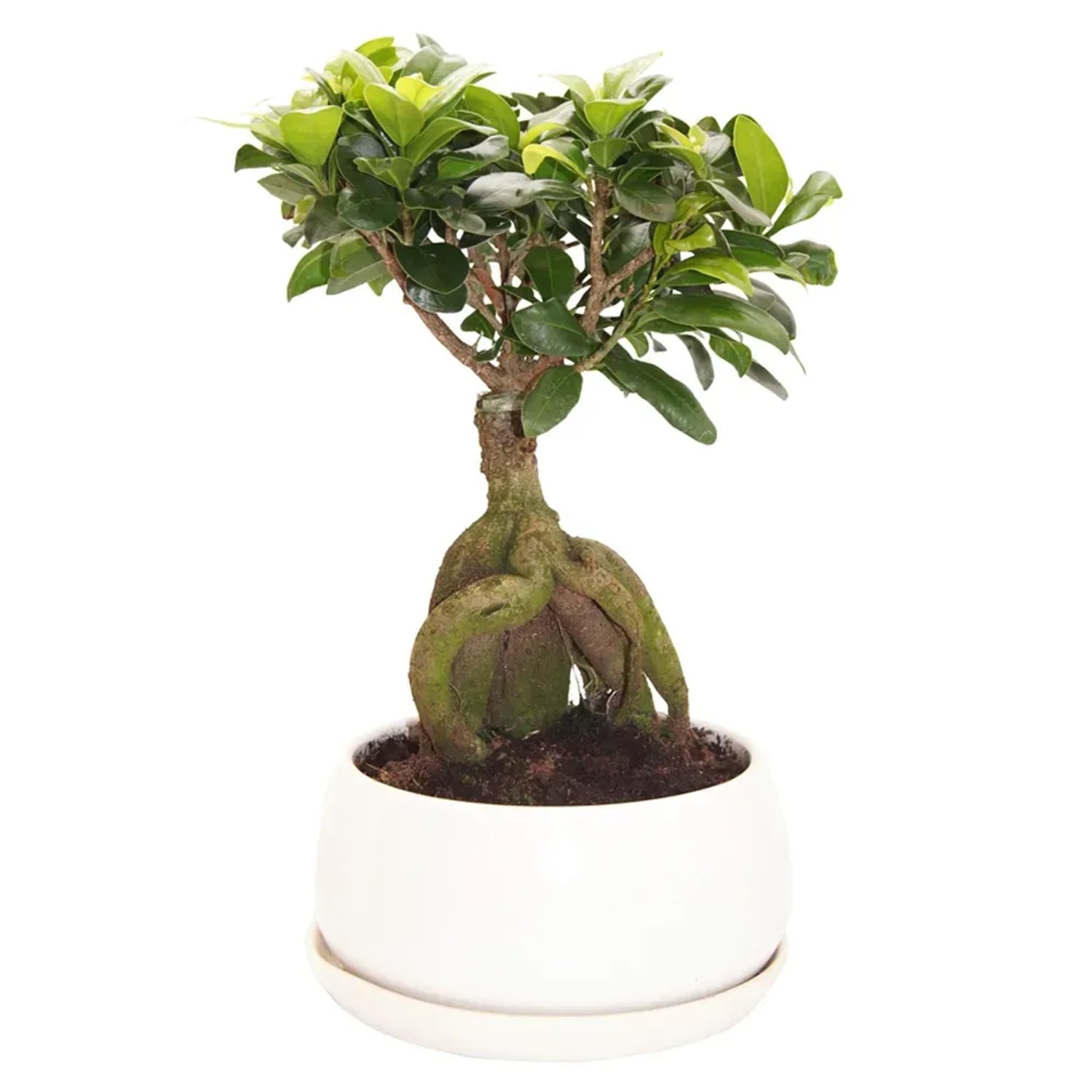 Bonsai kaufen bei OBI