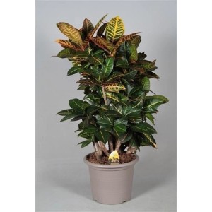Codiaeum variegatum Petra, Kroton im Topf, eine attraktive, mehrfarbige Großpflanze.