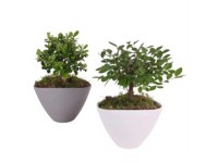 Bonsai-Mix Eileen Topf Ø 19 cm / 1 Stk.