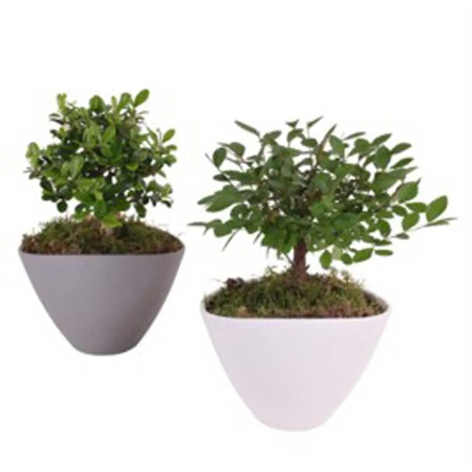 bonsai puzzle Modern Wooden Puzzle: Sakura Bonsai – Weeds main image 0