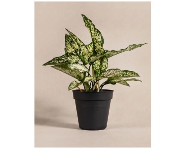 Feey Aglaonema Kiwi Hhe 25 - 35 cm