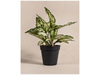 Feey Aglaonema Kiwi Höhe 25 - 35 cm