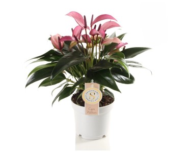 anthurium hybride Wholesale 12x Anthurium Magnificum Hybrid