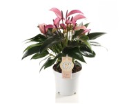 Flamingoblume Anthurium andreanum Lila Zizou Topf Ø ca. 12 cm Flamingoblume Anthurium andreanum Lila Zizou Topf Ø ca. 12 cm