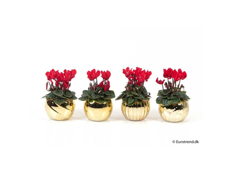47+ Obi Blumen Angebote, Diese woche, in kw 22, hat ⭐️ obi 26