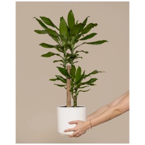 Grand dragonnier (Dracaena fragrans), hauteur 80-90 cm, en pot blanc, tenu par des mains.