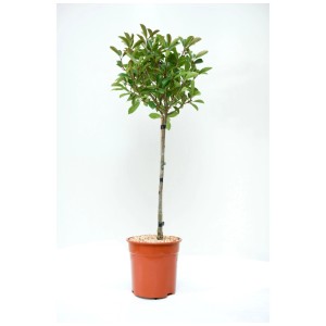 Fotinia Red Robin in vaso, altezza 70 cm. Arbusto sempreverde per giardino e siepe.