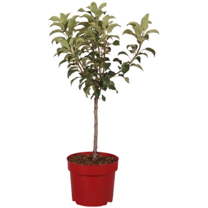 Pommier nain Delgrina Malus domestica pot 7,5 l