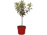 Zwergapfel Delgrina Malus domestica Topf 7,5 l