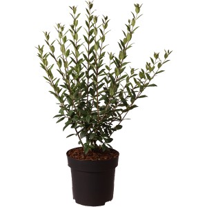 Ligustro Atrovirens nero-verde in vaso, alto circa 30 cm. Ideale per siepi.