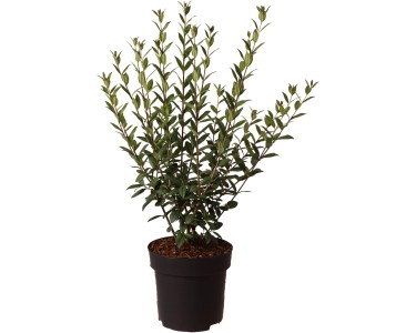 Liguster Atrovirens Select Ligustrum vulgare Topf  18 cm