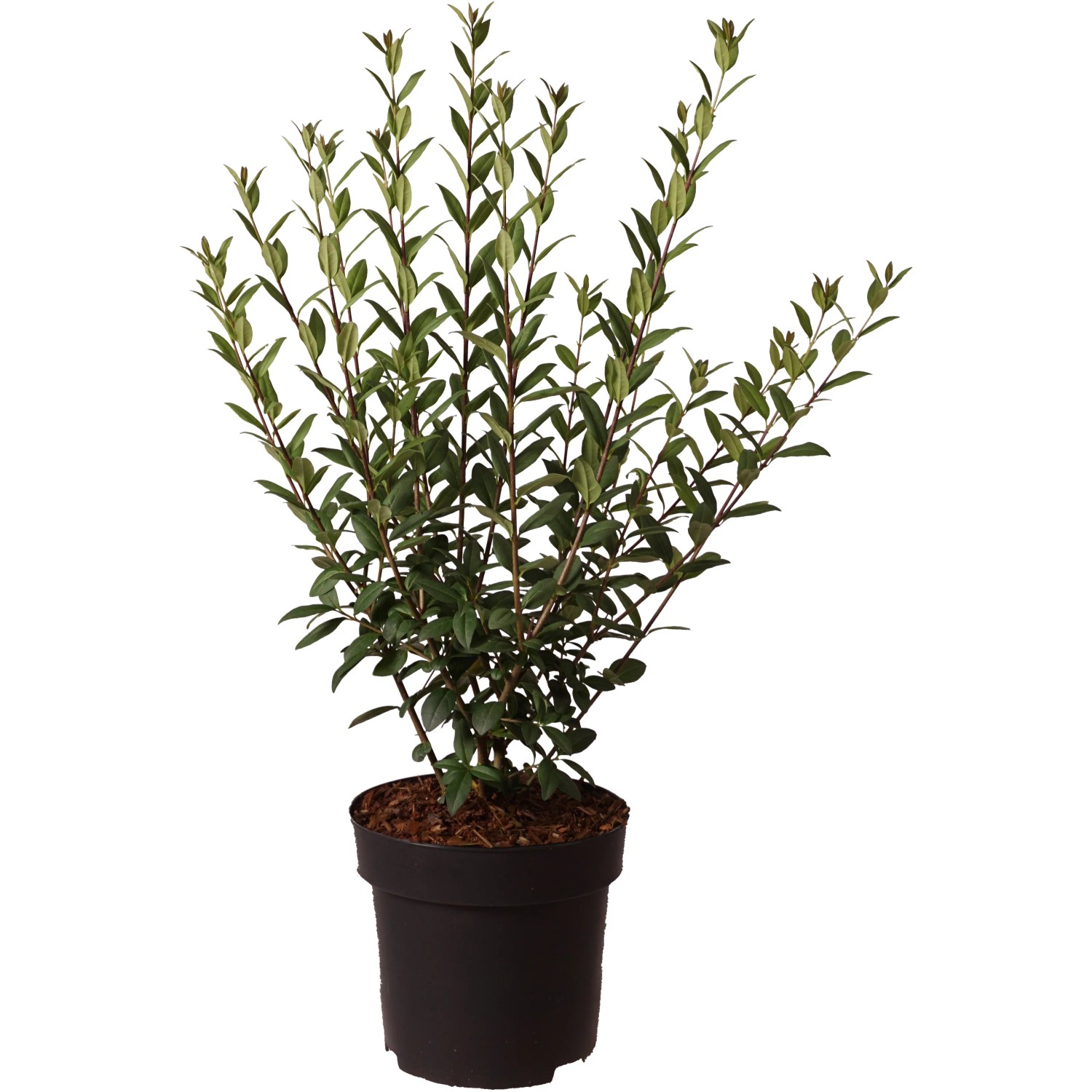 false banana plant Nearly Natural Banana Artificial Tree, Green Silk Faux Fake Plant 7.5' main image 1