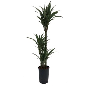 Hydropflanze Dracaena Warnecki en pot, feuilles vertes à bords blancs, hauteur 110 cm.