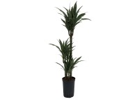 Hydropflanze Drachenbaum Warnecki Dracaena Topf Ø 18 cm / Höhe 110 cm