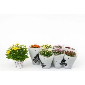 Crisantemo Homerun in vaso, vari colori dei fiori. Pianta da vaso resistente.