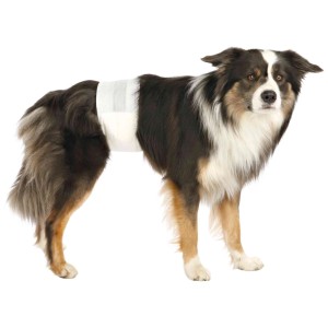 Pannolino per cani maschi Trixie taglia L-XL (60-80cm) sul cane, protezione per incontinenza e post-operatorio.