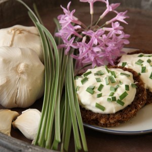 Herbe à ail bio (Talbaghia) avec gousses d'ail, fleurs et pain avec du fromage blanc aux herbes.