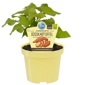 Blu Patate douce en pot (Ø 12cm) : Jeune plante avec feuilles vertes dans pot jaune.