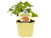 Süsskartoffel Ipomoea batatas Topf Ø ca. 12 cm
