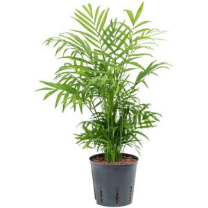 Palmier de montagne vert (Chamaedorea elegans) en hydroponie dans un pot noir.