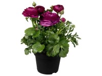 Hahnenfuss Ranunculus Violet Topf Ø 12 cm