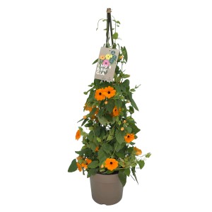 Susanna dagli occhi neri in vaso, fiori arancioni, foglie verdi, pianta rampicante per vasi e giardino.