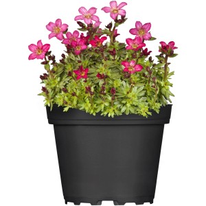 sassifraga muschiata in vaso, Saxifraga con fiori rosa, diametro vaso circa 13 cm.