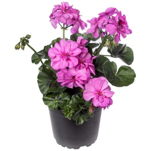 Géranium lierre (Pelargonium peltatum) double en pot, fleurs violettes.