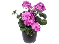 Hängende Geranie Pelargonium peltatum gefüllt Topf Ø 12 cm / 1 Stk.