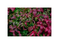 Glanzmispel Magical Volcano Photinia 1/2 Stamm Topf Ø 15 cm / Höhe 140 - 160 cm