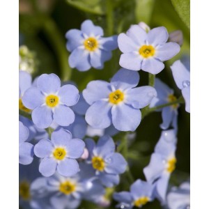 Primo piano di nontiscordardimé palustre blu (Myosotis palustris) con centro giallo.