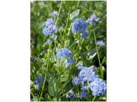Säckelblume Ceanothus impressus Victoria 4,5-l-Container