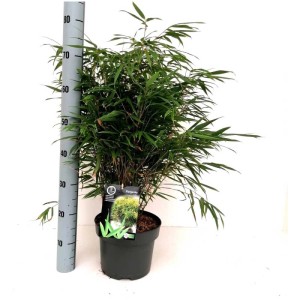 Schirmbambus Fargesia rufa im Topf, grüne Blätter, ca. 60 cm hoch. Ideal für halbschattige Standorte.