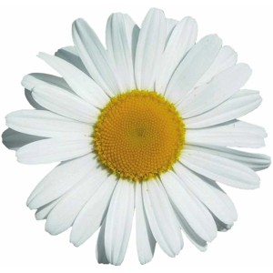 Adesivo margherita (29x30cm) per auto e moto, resistente alle intemperie.