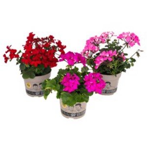 Géranium Special-Mix en pot, couleurs variées (rouge, rose, rose).