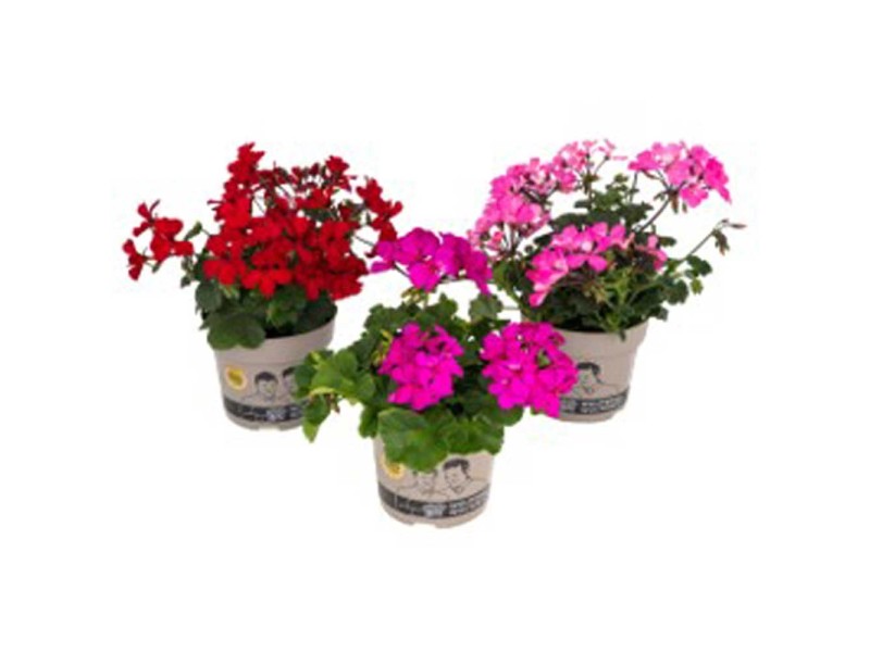 Geranien SpecialMix Pelargonium assortiert Topf Ø 13 cm / 1 Stk