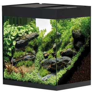 Oase Aquarium Styleline 85, aquarium noir de 75 l avec plantes et pierres.