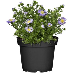 Garten-Kissen-Aster im Topf (ca. 13 cm Ø) mit lila Blüten, GROW by OBI.