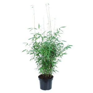 Gartenbambus 'Panda' im Topf, ca. 60-80 cm hoch, ideal als immergrüner Sichtschutz.