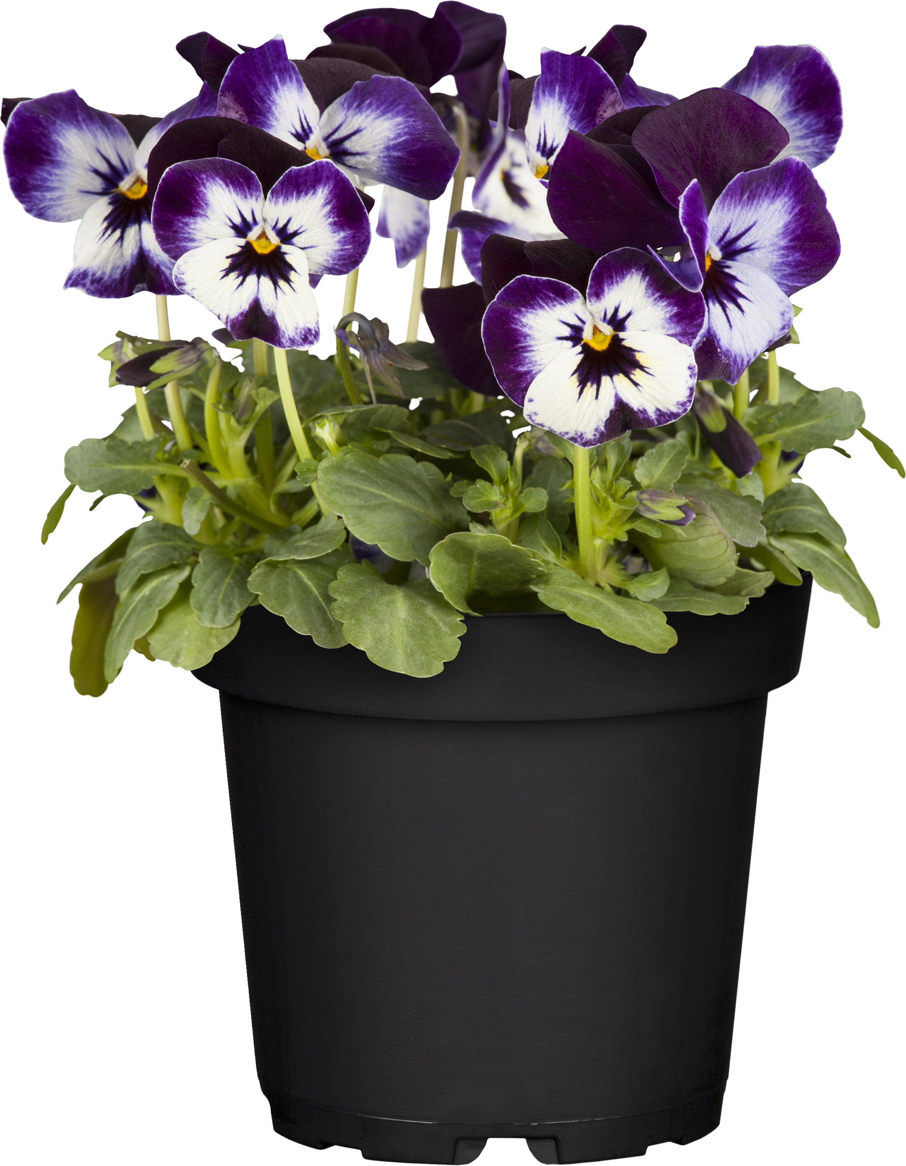 GROW by OBI Hornveilchen Viola cornuta Topf Ø 10,5 cm kaufen bei OBI